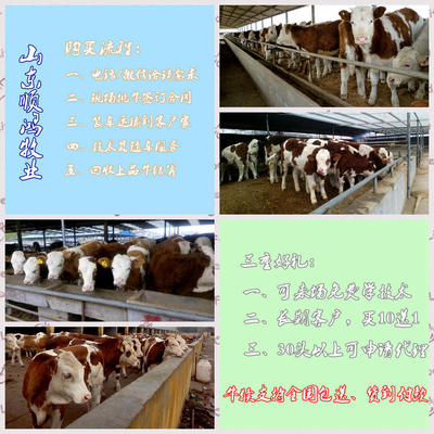 湖南湘西州鲁西黄牛养殖场