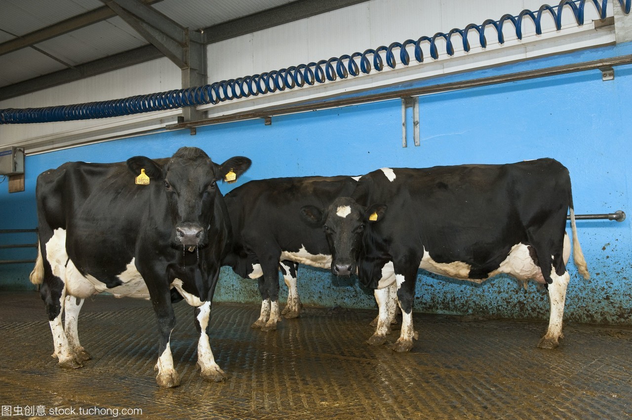 牲畜-荷斯坦奶牛在一个饲养区域,奶牛在进入奶场前被冲进牛奶场/英国,联合王国。