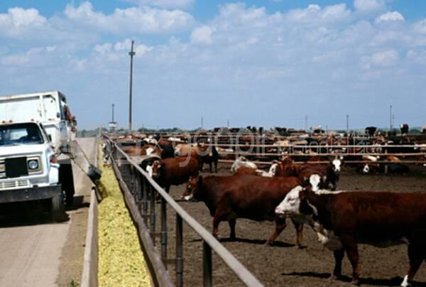 科罗拉多州格里利附近的蒙福特牛肉饲养场的饲料卡车装载槽