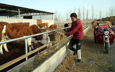 新疆温宿百万牲畜安全越冬