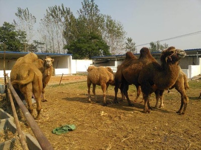 骆驼的饲养管理技术